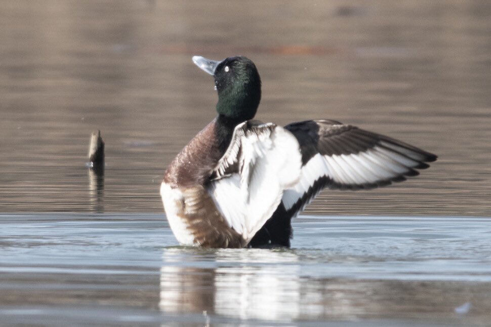 [긴급 질문]

인터넷 보다가 우연히 발견한 매우 특이하게 생긴 오리인데 혹시 이 오리 이름 아시는 분 계신가요? 알려주세요~ 외국 오리같은데 기왕이면 ‘영어 이름’이요.