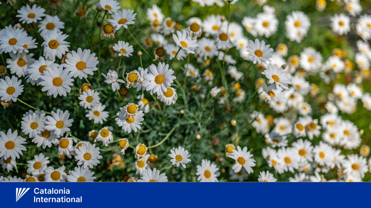 🇩🇰Tillykke med #Grundlovsdag!

We wish a happy national day to all Danish people in Catalonia, Denmark and the rest of the world!

The marguerite daisy, which, botanically speaking, is known as argyranthemum frutescens, is the national flower of Denmark.