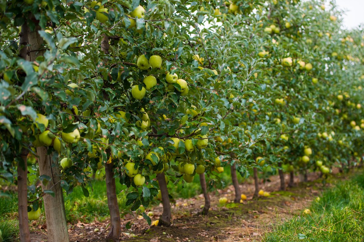 ArcticApples's tweet image. June is National Fresh Fruit and Vegetable Month — and we’re here to crunch into it the best way we know how 🍎 Let’s raise a slice to healthier habits and fresher choices this month — and every month. #arcticapples #NationalFreshFruitandVegetableMonth  #EatMoreProduce