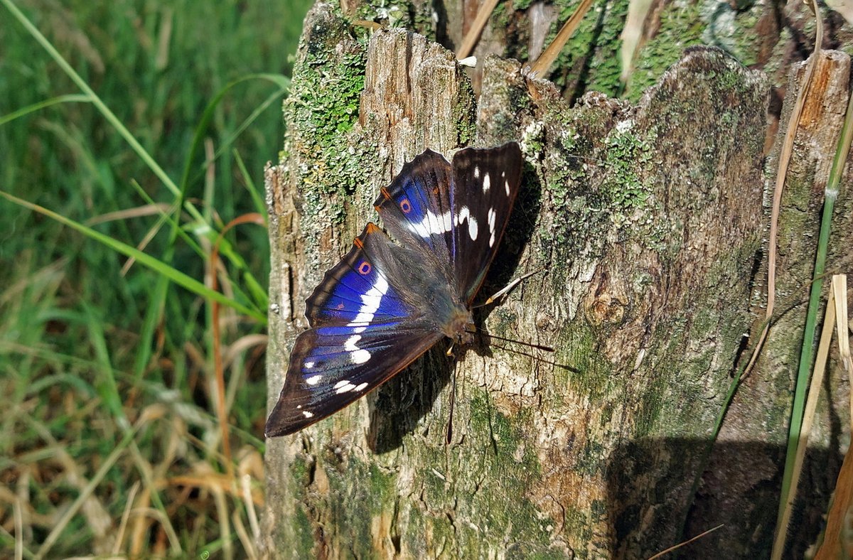 Het mannetje van de #Grote_weerschijnvlinder en het vrouwtje. Het vrouwtje mist de blauwe kleur in de vleugels.

<a href="/BoswachterFrans/">Frans Kapteijns</a> <a href="/vogelnieuws/">Vogelbescherming NL</a> <a href="/waarneming/">Waarneming.nl</a> <a href="/waarnemingenbe/">Waarnemingen.be</a> <a href="/Sovon/">Sovon Vogelonderzoek Nederland</a> <a href="/vlinderNL/">De Vlinderstichting</a>