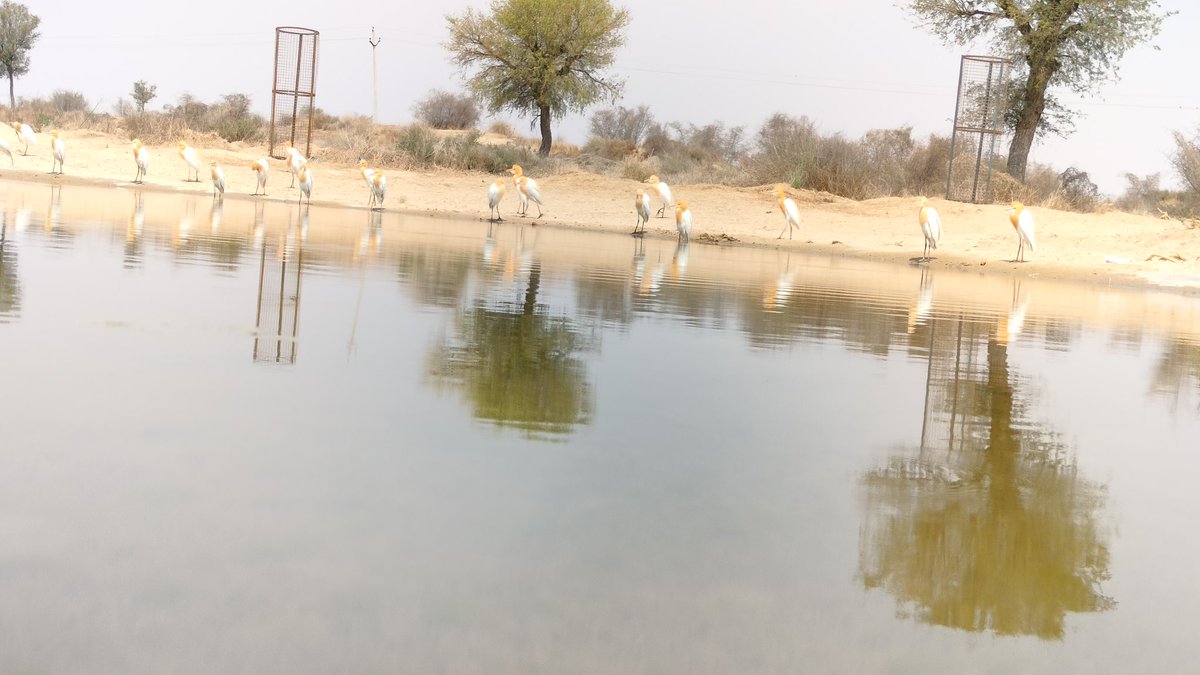 HabitatHealer's tweet photo. क्यों जरूरी है पर्यावरण का संरक्षण !
हरित प्रणाम, आज विश्व पर्यावरण दिवस पर थोड़ी सी बात पर्यावरण के प्रति  हमारी नागरिक जिम्मेदारी की -
18 वीं सदी के मध्य में एक यूरोपीय चिंतक एडम फ़र्ग्यूजन ने औद्योगिक क्रांति के खुमार में डूबे यूरोपियन समाज को लेकर अपनी पुस्तक में एक ख़ास बात कही उन्होंने लिखा कि “commercial growth is based on self interests, but it comes on the expenses of traditional values of cooperation and fellow feelings. Such tendencies lead to the collapse of social systems.” To prevent this distraction, he advocated for civic spirit, that means cooperation for common good. अर्थात् “ व्यवसायिक उन्नति या वृद्धि व्यक्तिगत हितों पर आधारित होती है । जो कि सहयोग व साझी अनुभूति जैसे परम्परागत मूल्यों की क़ीमत पर होती है और इन मूल्यों का क्षरण सामाजिक व्यवस्था के ढहने की प्रक्रिया को बढ़ाता है ।” उन्होंने इसे रोकने हेतु नागरिक चेतना और साझे हितों के प्रति सहयोग का भाव विकसित की वकालत की । फ़र्ग्यूज़न ने जिस सामाजिक व्यवस्था के ढह जाने के संकट की ओर पौने तीन सौ साल पहले इशारा किया था वो संकट अब बड़ा होते -होते सामाजिक व्यवस्था से आगे बढ़कर पृथ्वी व्यवस्था के ढह जाने का रूप अख्तियार करने लगा है । 
सामुदायिक प्रयास ही इस संकट का समाधान है और हर व्यक्ति को इसमें अपनी हिस्सेदारी निभानी होगी । पारिवारिक वानिकी इसी हिस्सेदारी का नाम है । जब हम सब हिस्सेदारी निभाएँगे तो परिणाम अलग ही होंगे, इसका जीवंत उदाहरण है हमारा डाबला तालाब भूमि संरक्षण अभियान । इस गर्मी में असंख्य जीवों की प्यास बुझाने के लिए यहाँ निर्मित तलाइयों की फोटो आपसे साझा कर रहा हूँ । सादर
#FamilialForestry #LifeOnLand #EnvironmentDay2025