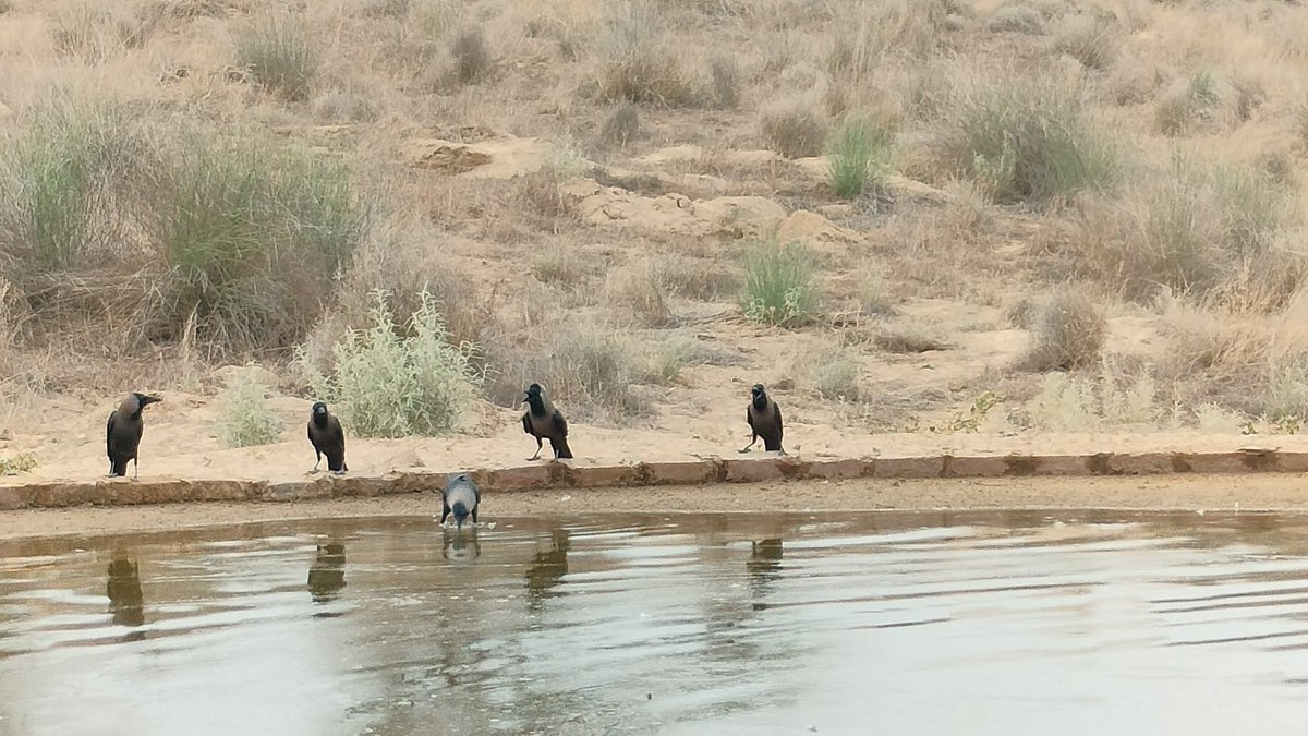 HabitatHealer's tweet photo. क्यों जरूरी है पर्यावरण का संरक्षण !
हरित प्रणाम, आज विश्व पर्यावरण दिवस पर थोड़ी सी बात पर्यावरण के प्रति  हमारी नागरिक जिम्मेदारी की -
18 वीं सदी के मध्य में एक यूरोपीय चिंतक एडम फ़र्ग्यूजन ने औद्योगिक क्रांति के खुमार में डूबे यूरोपियन समाज को लेकर अपनी पुस्तक में एक ख़ास बात कही उन्होंने लिखा कि “commercial growth is based on self interests, but it comes on the expenses of traditional values of cooperation and fellow feelings. Such tendencies lead to the collapse of social systems.” To prevent this distraction, he advocated for civic spirit, that means cooperation for common good. अर्थात् “ व्यवसायिक उन्नति या वृद्धि व्यक्तिगत हितों पर आधारित होती है । जो कि सहयोग व साझी अनुभूति जैसे परम्परागत मूल्यों की क़ीमत पर होती है और इन मूल्यों का क्षरण सामाजिक व्यवस्था के ढहने की प्रक्रिया को बढ़ाता है ।” उन्होंने इसे रोकने हेतु नागरिक चेतना और साझे हितों के प्रति सहयोग का भाव विकसित की वकालत की । फ़र्ग्यूज़न ने जिस सामाजिक व्यवस्था के ढह जाने के संकट की ओर पौने तीन सौ साल पहले इशारा किया था वो संकट अब बड़ा होते -होते सामाजिक व्यवस्था से आगे बढ़कर पृथ्वी व्यवस्था के ढह जाने का रूप अख्तियार करने लगा है । 
सामुदायिक प्रयास ही इस संकट का समाधान है और हर व्यक्ति को इसमें अपनी हिस्सेदारी निभानी होगी । पारिवारिक वानिकी इसी हिस्सेदारी का नाम है । जब हम सब हिस्सेदारी निभाएँगे तो परिणाम अलग ही होंगे, इसका जीवंत उदाहरण है हमारा डाबला तालाब भूमि संरक्षण अभियान । इस गर्मी में असंख्य जीवों की प्यास बुझाने के लिए यहाँ निर्मित तलाइयों की फोटो आपसे साझा कर रहा हूँ । सादर
#FamilialForestry #LifeOnLand #EnvironmentDay2025