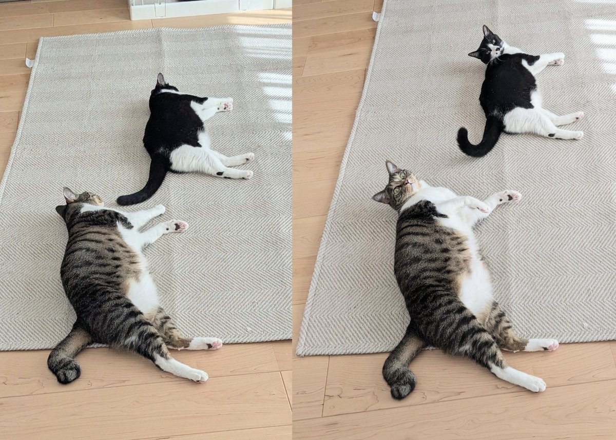 nekoranmaru's tweet photo. シンクロ率100％🐾 https://t.co/UX5tkFUglr