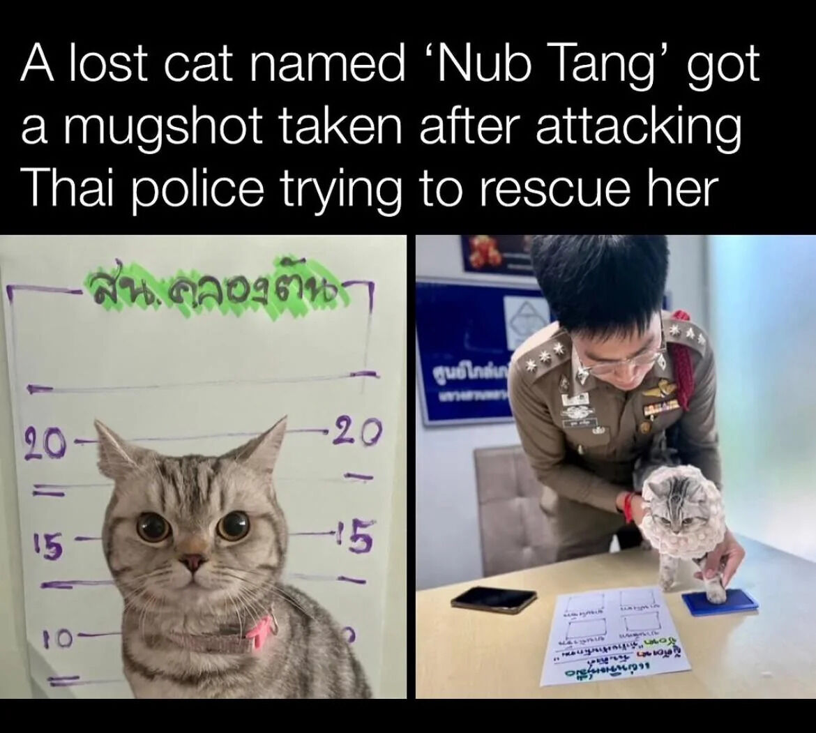 WholesomeMeme tweet picture