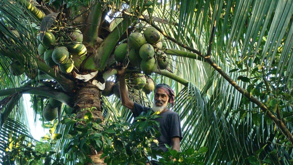 Good pest control begins before a pest invades.

In Bangladesh, authorities are keeping the coconut hispine beetle out by scanning for early warnings, monitoring risk and informing farmers.

These steps are protecting crops before damage is done.➡️ow.ly/XBqU50W43q1
