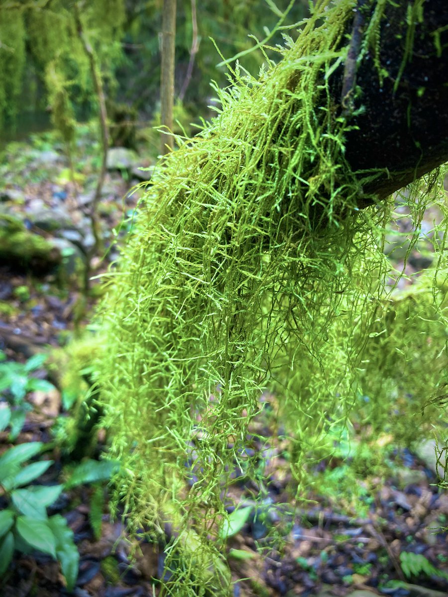 ArtisanMystic's tweet image. A misty stream near the Halonest atelier.
Moss-covered trees, long fallen, stand with an eerie kind of grace.

Halonest工房の近くの霧深い谷川。
苔むした朽ちた立木が不思議な佇まい。

#LARP #fantasy #Halonest