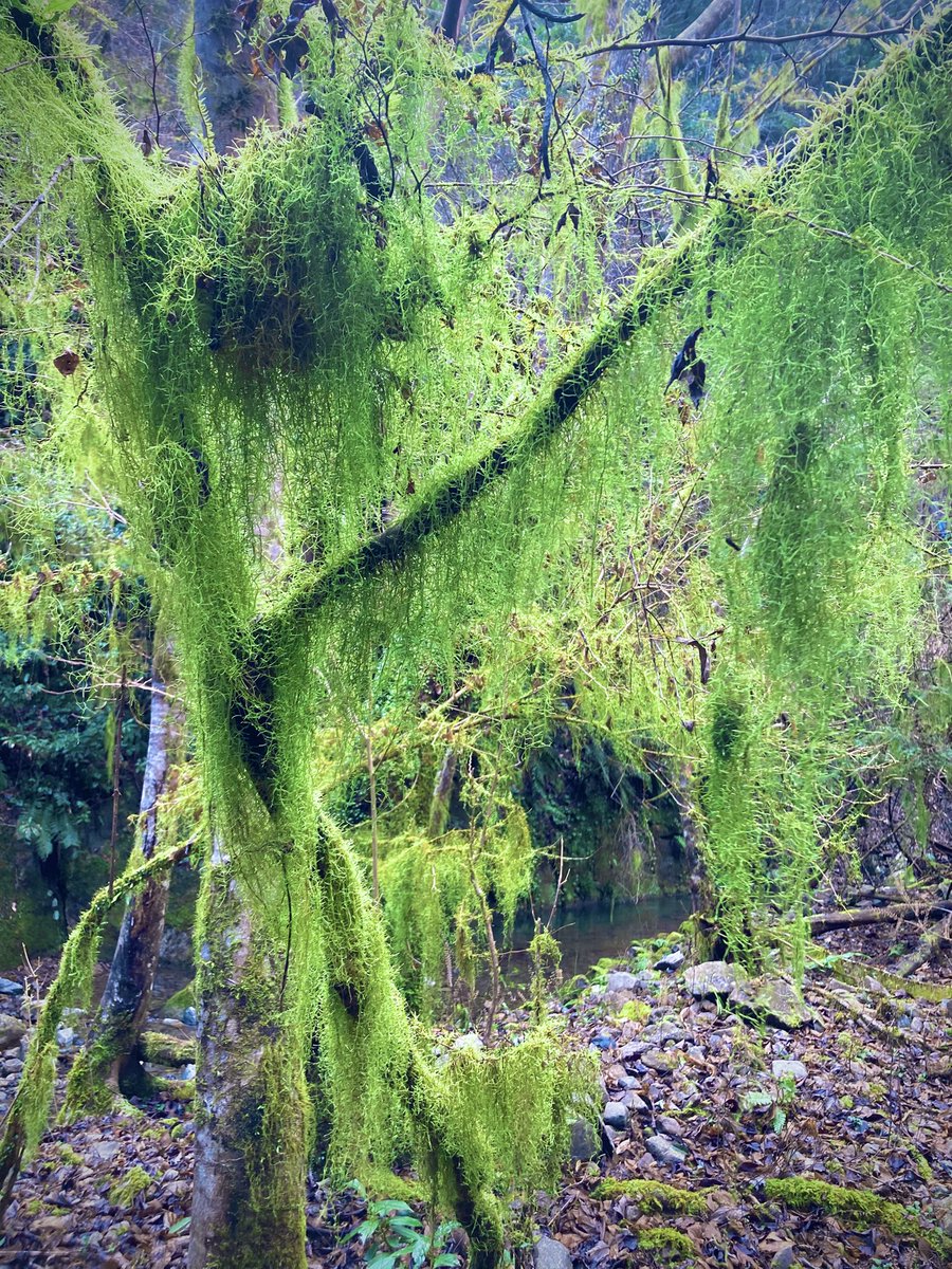 ArtisanMystic's tweet image. A misty stream near the Halonest atelier.
Moss-covered trees, long fallen, stand with an eerie kind of grace.

Halonest工房の近くの霧深い谷川。
苔むした朽ちた立木が不思議な佇まい。

#LARP #fantasy #Halonest