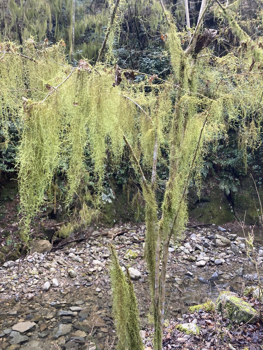 ArtisanMystic's tweet image. A misty stream near the Halonest atelier.
Moss-covered trees, long fallen, stand with an eerie kind of grace.

Halonest工房の近くの霧深い谷川。
苔むした朽ちた立木が不思議な佇まい。

#LARP #fantasy #Halonest