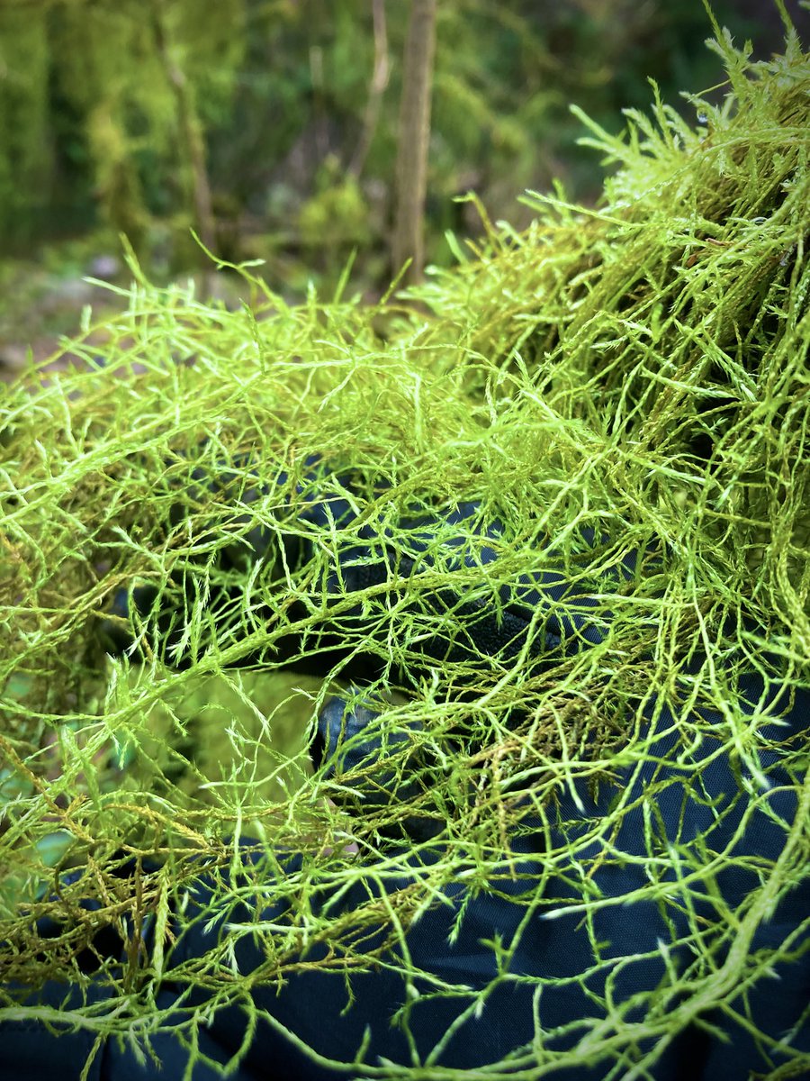 ArtisanMystic's tweet image. A misty stream near the Halonest atelier.
Moss-covered trees, long fallen, stand with an eerie kind of grace.

Halonest工房の近くの霧深い谷川。
苔むした朽ちた立木が不思議な佇まい。

#LARP #fantasy #Halonest