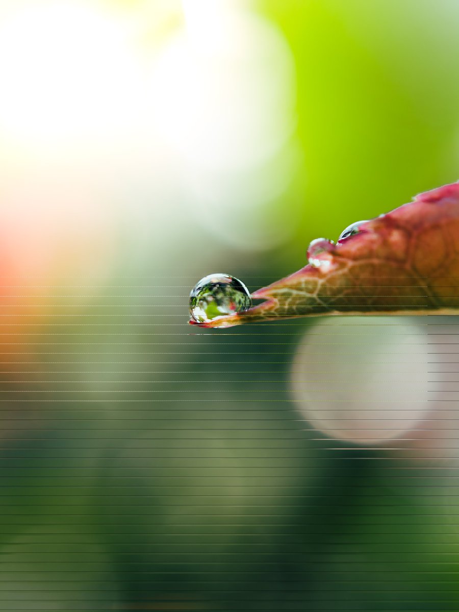 Random Macro shots...
Shot on Poco M2 Pro 
Powered by <a href="/Snapdragon/">Snapdragon</a> 
<a href="/Adcom_India/">Adcom India</a> 12/24x macro lens used