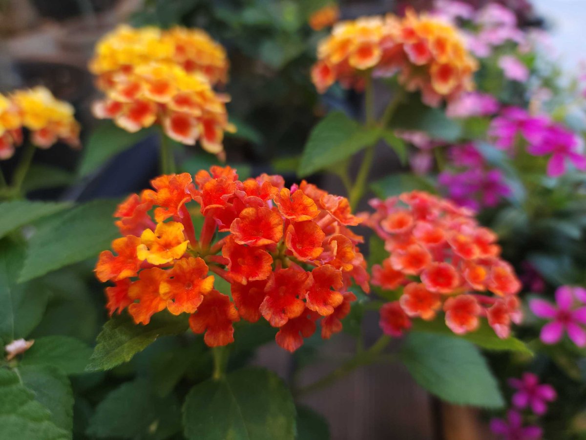 #꽃들의향연 #망종 #세계환경의날 #서울