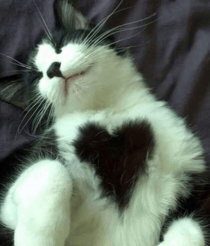 Why you should have a cat (@shouldhavecat) on Twitter photo 