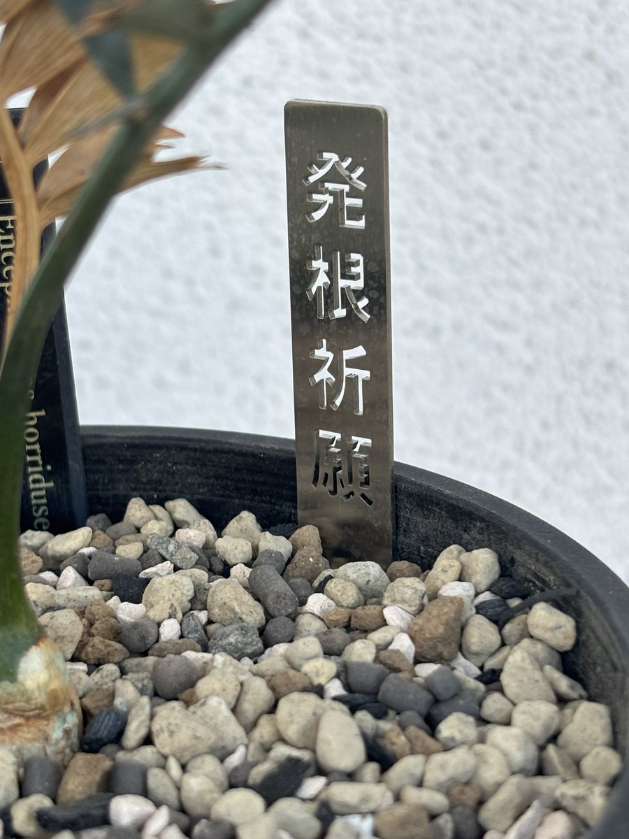 ずっと発根してるか不安だったホリダス🌱
微発根してた！！！
抜く時切れちゃったけど…😱
菊鉢から高さ足りないのでセラアートに植替え
発根祈願タグのおかげかな🤣