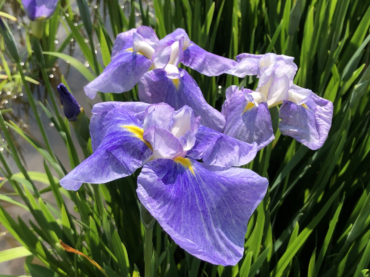 横須賀しょうぶ園 on X