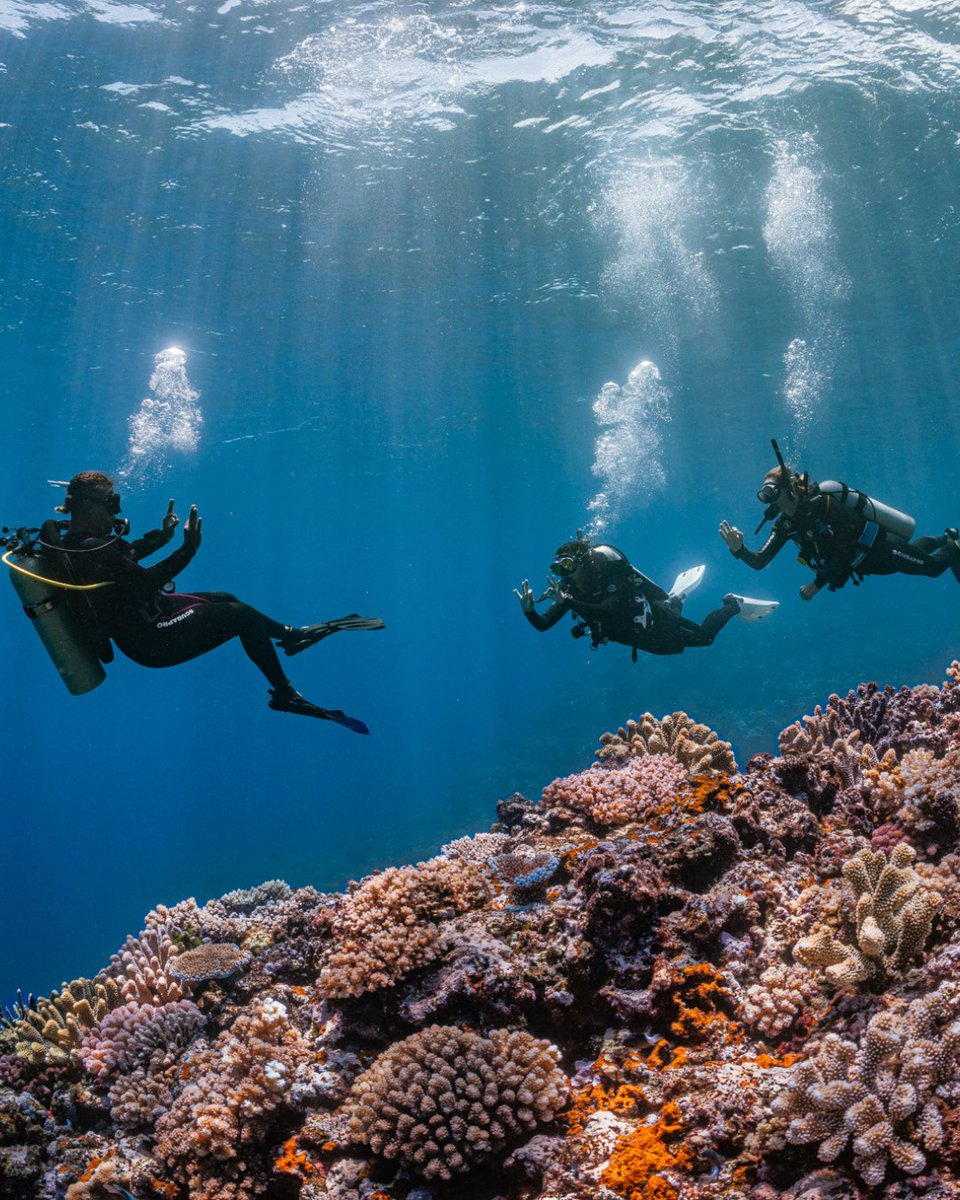 Clear communication is key to a safe and rewarding dive experience! 🤿👌🏻 This is an important part of ensuring a smooth and enjoyable underwater adventure. Proper communication also strengthens the bond with your buddy.

Dive smart, dive safe, and dive together! 🐳💙
#PADI #Dive
