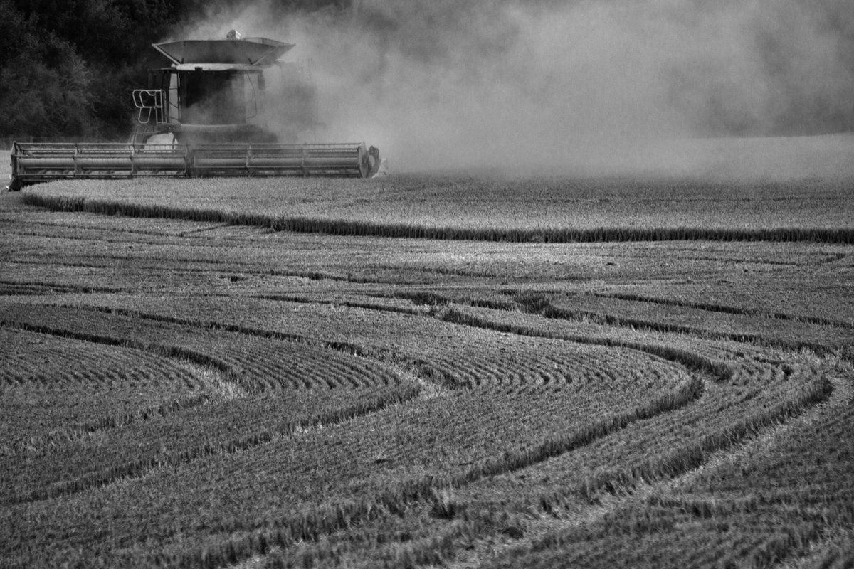 ChinaShowcase's tweet image. Today is Grain in Ear (芒种) 
A time when harvest and sowing converge—fields alive with motion.
Rain nourishes,  heat awakens, crops rise.
No rest between scythe and seed—
life moves in rhythm, not delay.
As the old saying goes:
 “When the time comes, act accordingly.”#SolarTerms