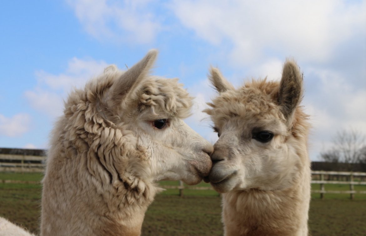 Church Farm Park in Thurstaston is closing its doors after more than 20 years.

The site will instead now focus on Christmas events including its Santa experience and Christmas tree sales, as well as the Forget Me Not Fields natural burial ground.

westkirby.todaynews.co.uk/2025/06/04/new…