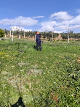 Bitkilerin dikilmesi