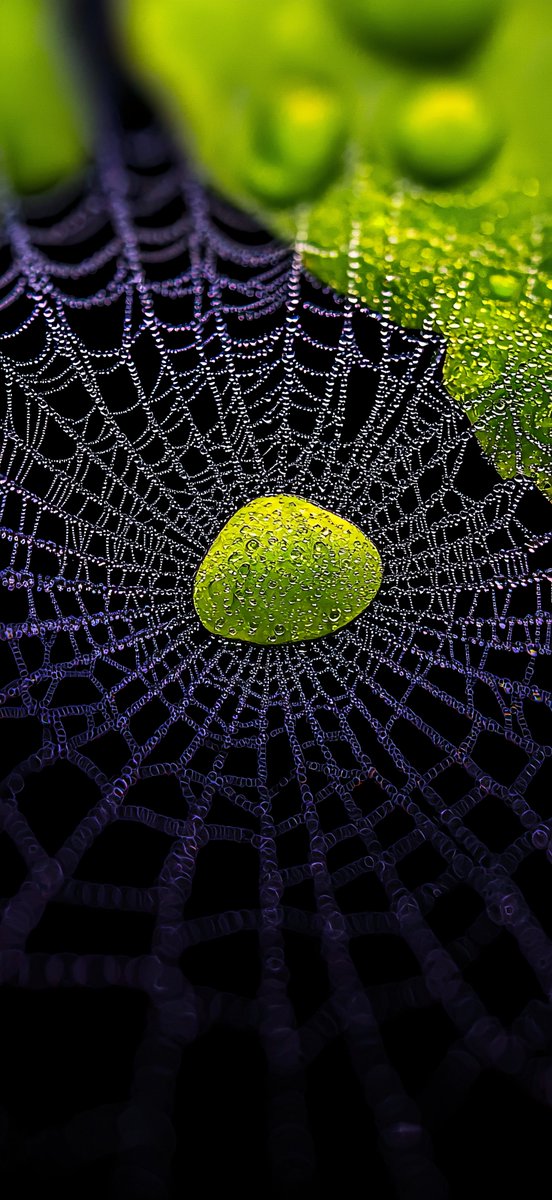 Web 🕸️4K