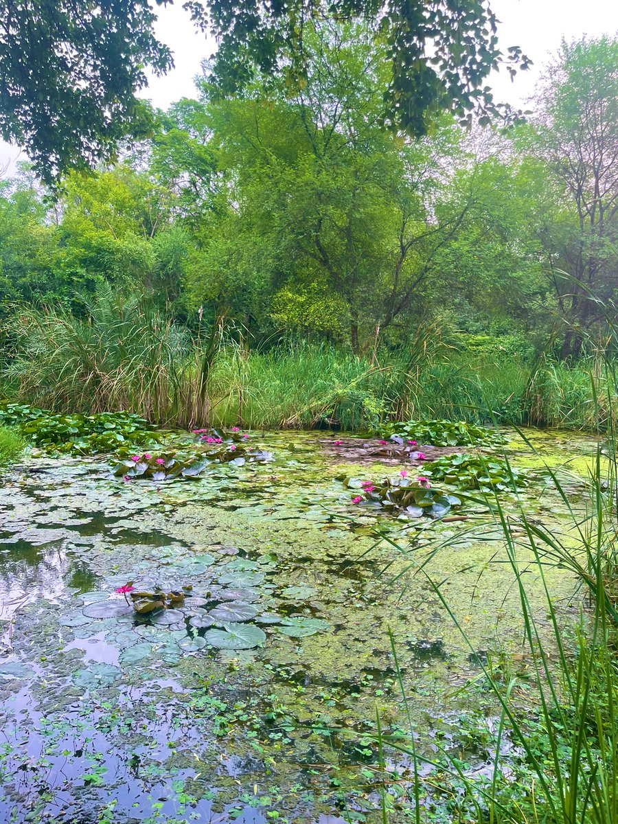 A pessimist’s guide to celebrating #WorldEnvironmentDay2025 
-DONT plant trees . 
-Save an existing one
- don’t share a photo from your last #tiger safari asking us to save the planet 
- don’t email journos asking them to profile your work . It’s embarrassing