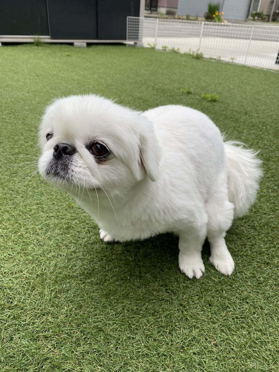LuLu330PekiPeki's tweet image. #犬のうんチングポーズ選手権