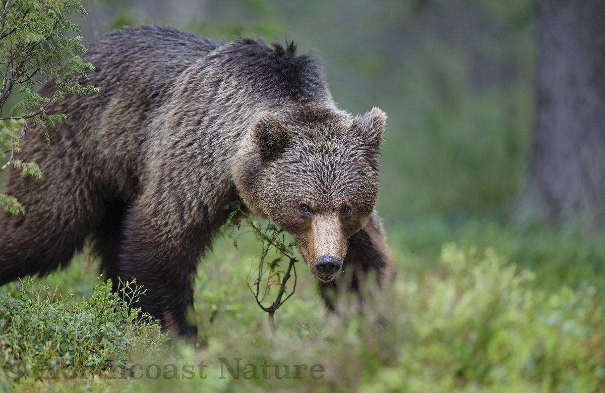 European Brown Bear (sub adult) NE Finland. <a href="/barrabest/">Barra Best</a> <a href="/frances_black/">Frances Black</a> <a href="/CanonUKandIE/">Canon UK and Ireland</a> <a href="/JakkiMoores/">Jakki Moores 📸</a> <a href="/McginnNicole/">Nicole</a> <a href="/VeighDermot/">dermot Mc Veigh</a> <a href="/davidquinneymee/">David Quinney Mee (he/him)💙</a> <a href="/_Stickybeak/">Rathlin Stickybeak</a>