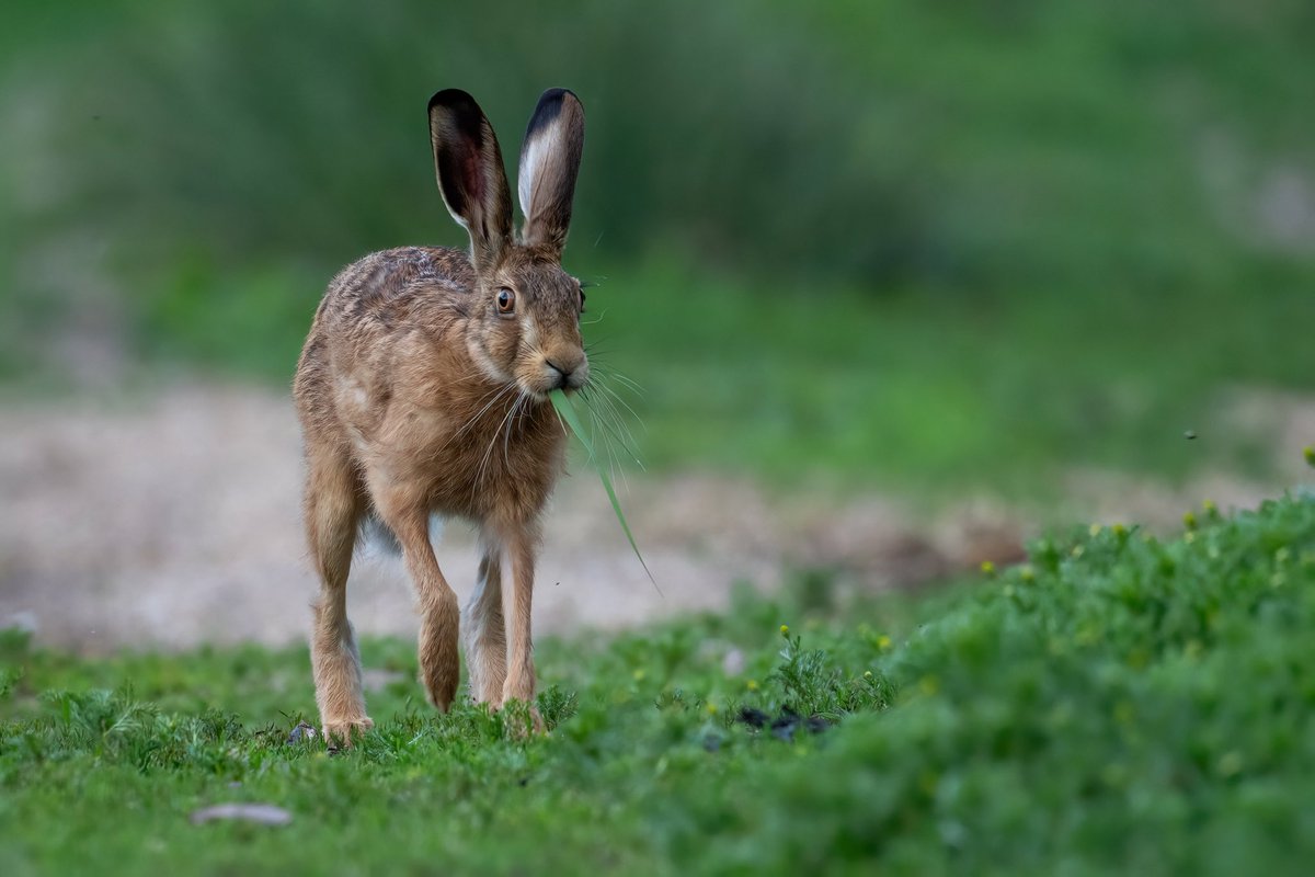 Eating on the hoof…
#hare #brownhare #Norfolk #eatingonthehoof #springwatch #teamhare #colseseasonforharesbill #BBCWildlifePOTD #wildlifephotography