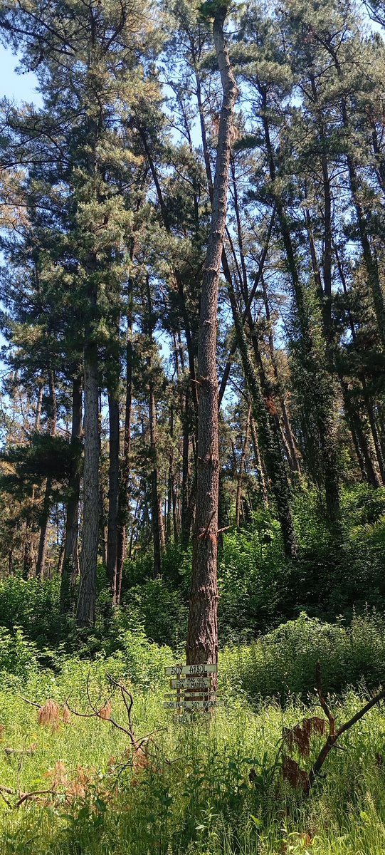 Mitocasuca's tweet photo. Los seres fantásticos de la mitología cántabra están ligados a la naturaleza. Las cuevas, montañas, ríos y bosques de Cantabria se convierten en lugares mágicos, llenos de vida, maldiciones, hadas y leyendas. Está en nuestra mano conservarlos. ¡Feliz #DiaMundialDelMedioAmbiente! https://t.co/LEEYdWiuNS