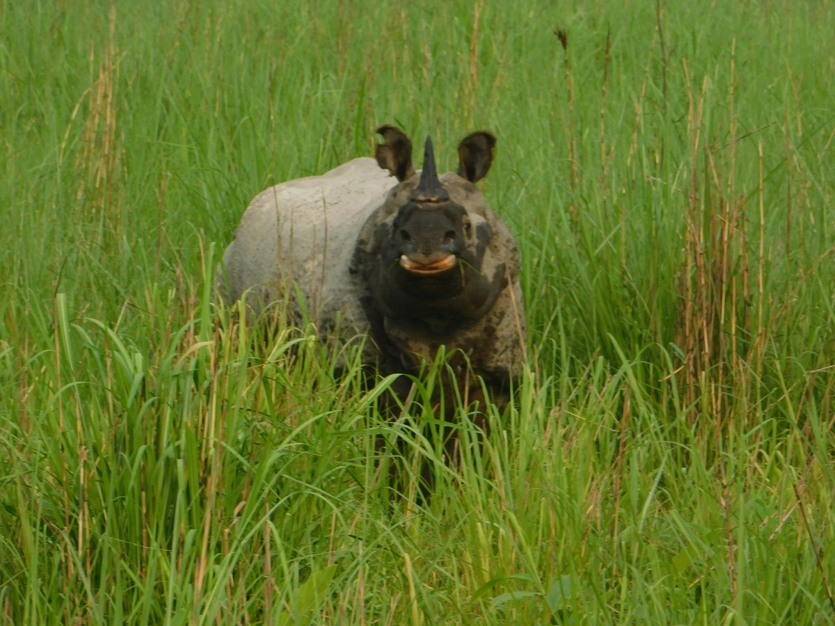 #Indianrhino
This World Environment Day, let’s remember: Protecting rhinos means protecting entire ecosystems. #EnvironmentDay #WorldEnvironmentDay2025 #31strhinoday <a href="/aaranyak/">Aaranyak</a>