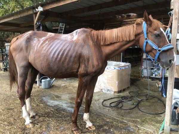 Maitre Christophe Gerard (@maitregerard) on Twitter photo ONU : le 11 juillet devient la JOURNรE MONDIALE DU CHEVAL.
Lโoccasion de parler de la maltraitance des รฉquidรฉs.
<a href="/afpfr/">Agence France-Presse</a>
<a href="/equidia/">Equidia</a>
<a href="/L_Eperon/">L'Eperon</a>
<a href="/100CHEVAUXSURLH/">100 CHEVAUX SR LHERB</a>
<a href="/ChevalMag/">ChevalMag</a>
<a href="/courbet_julien/">Julien Courbet</a>
<a href="/suzihandicapani/">SUZI HANDICAP ANIMAL OFFICIEL</a>
<a href="/HenryJeanServat/">Henry-Jean Servat</a>
menara.ma/fr/article/lonโฆ ONU : le 11 juillet devient la JOURNรE MONDIALE DU CHEVAL.
Lโoccasion de parler de la maltraitance des รฉquidรฉs.
<a href="/afpfr/">Agence France-Presse</a>
<a href="/equidia/">Equidia</a>
<a href="/L_Eperon/">L'Eperon</a>
<a href="/100CHEVAUXSURLH/">100 CHEVAUX SR LHERB</a>
<a href="/ChevalMag/">ChevalMag</a>
<a href="/courbet_julien/">Julien Courbet</a>
<a href="/suzihandicapani/">SUZI HANDICAP ANIMAL OFFICIEL</a>
<a href="/HenryJeanServat/">Henry-Jean Servat</a>
menara.ma/fr/article/lonโฆ