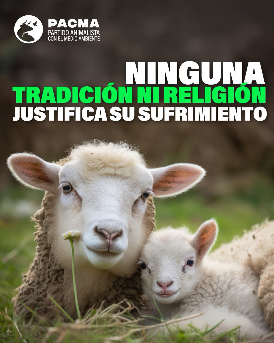 🐑Miles de corderos morirán degollados este fin de semana.

❌Miles de animales son maltratados hasta la muerte por tradiciones o prácticas religiosas a lo largo de todo el año.

🚫Ninguna tradición ni religión justifica su sufrimiento. El sacrificio de animales por los ritos