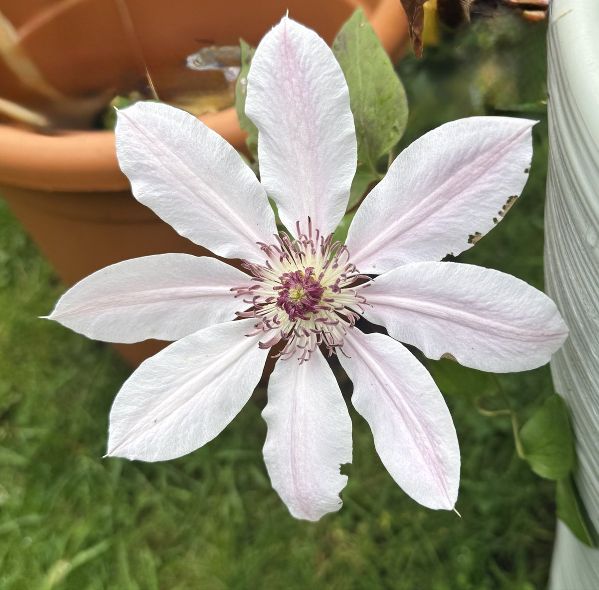 Welcome rain today, I always look forward to the sun coming out though! Happy #ClematisThursday all, Here’s Nelly Moser 🩷🤍🌼💜 #MyGarden #GardeningX