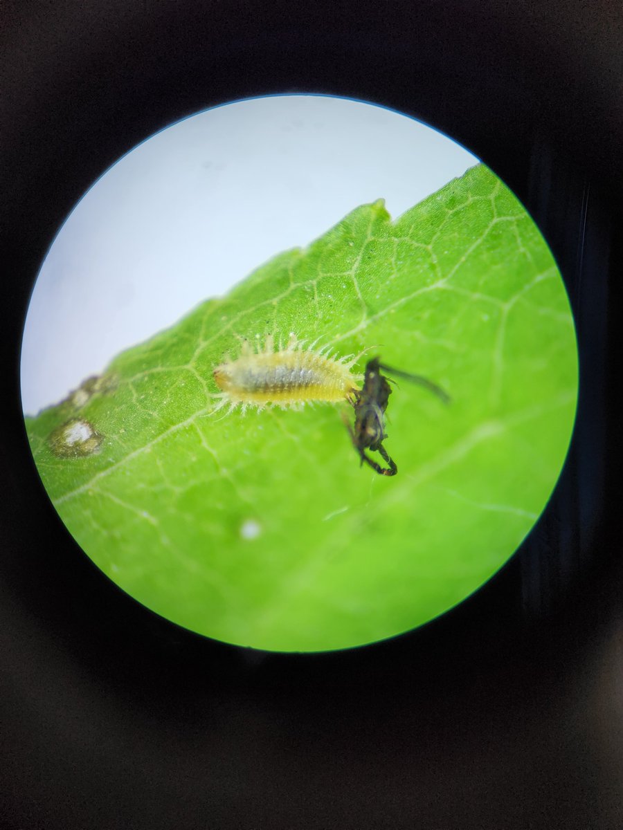 큰남생이잎벌레 알, 오늘 태어난 애벌레, 어제 태어난 애벌레
엉덩이에 자기 똥을 붙여서 방어해요~