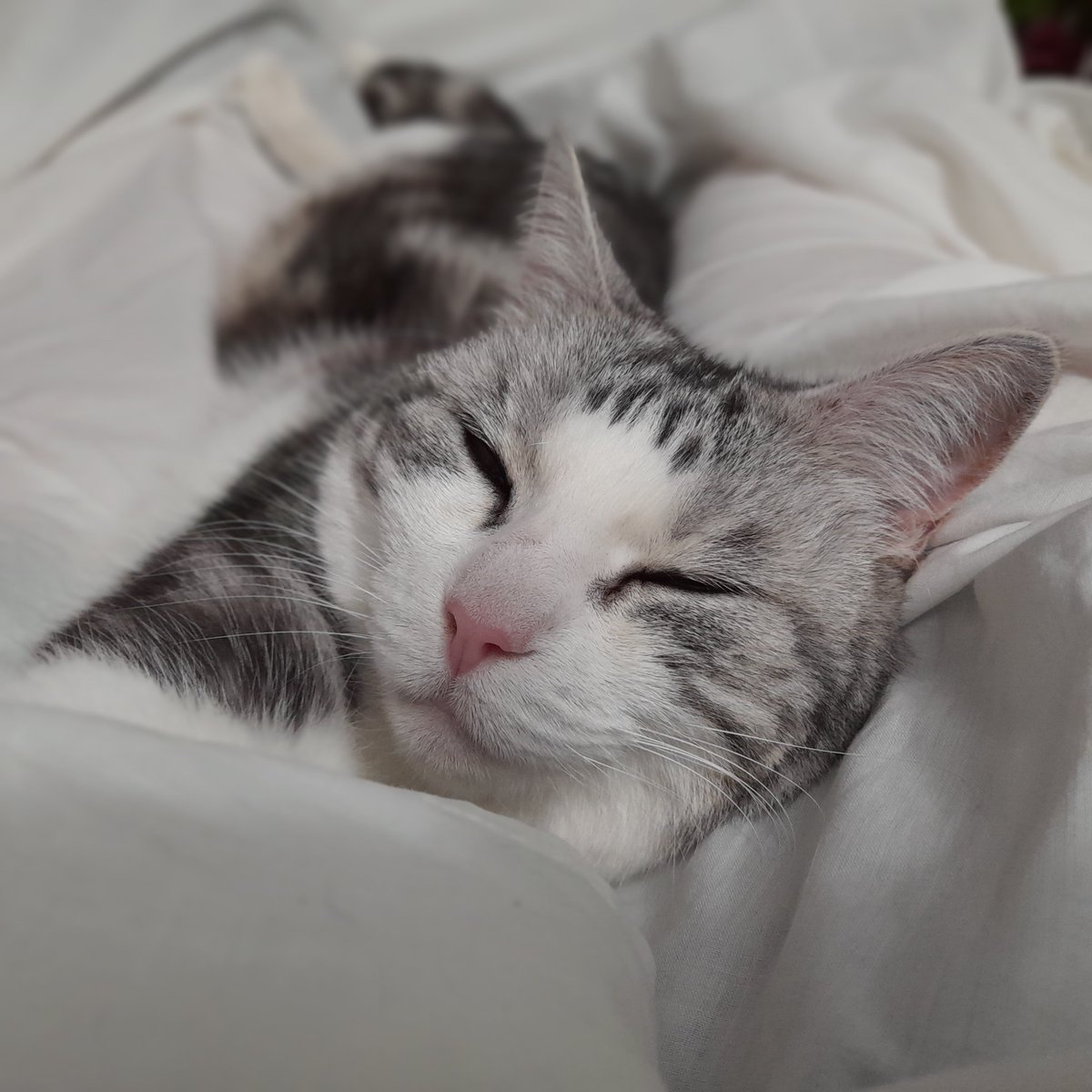 Diary of a cat servant: Sometimes when I am a bit stressed Ella dials up this expression and the stress seeps away.  Does that make sense?