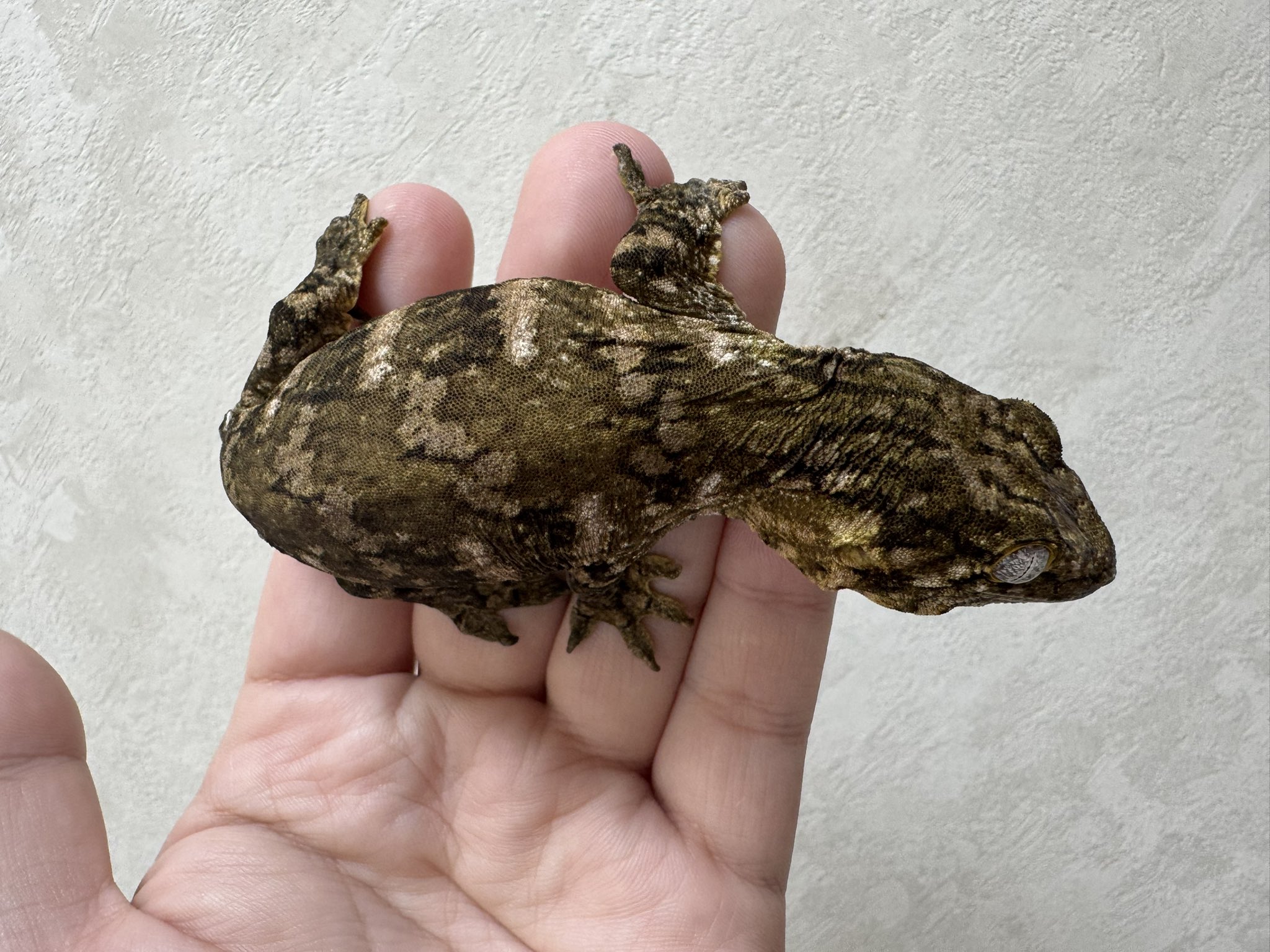 K. Cantrell作Gecko （ゲッコートカゲ）置物限定作品合金メタル クレステッドゲッコー(オオカンミカドヤモリ) – metallico