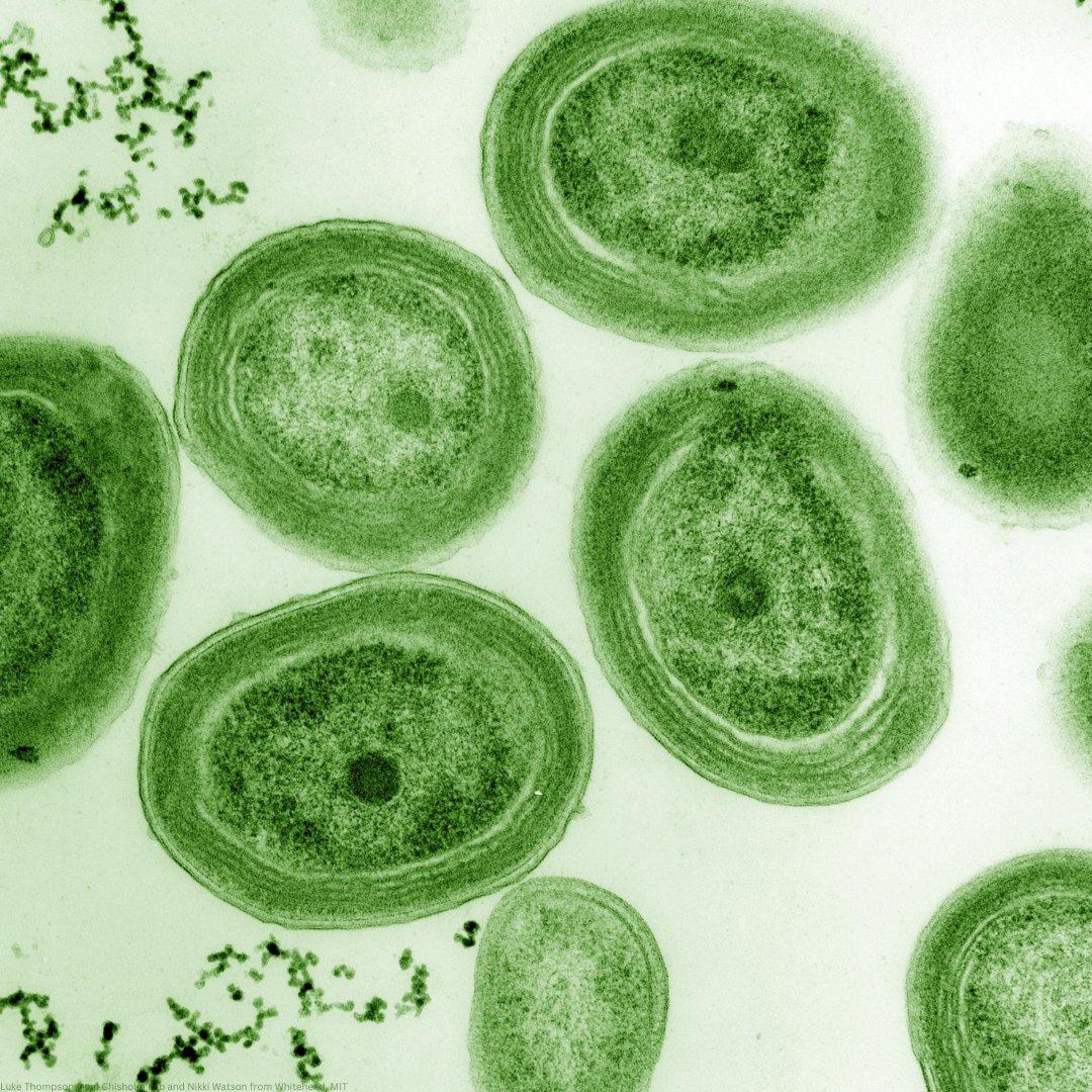 Prochlorococcus, a marine bacterium that is only 0.5–0.7 micrometers wide, produces more oxygen than all tropical rainforests combined.

Every tiny organism plays a key role in our planet's health.

Ahead of #WorldOceanDay, see how UNEP works to #SaveOurOcean: