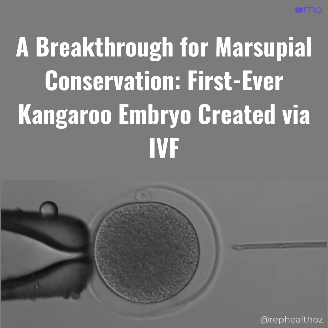 RepHealthOz's tweet image. 🦘Scientists at the @UQ_News
have successfully created the first kangaroo embryo using in vitro fertilisation #IVF - a major breakthrough in #reproductivescience.

🧫A single sperm was injected into a mature egg to form the embryo, a method commonly used in human IVF clinics.