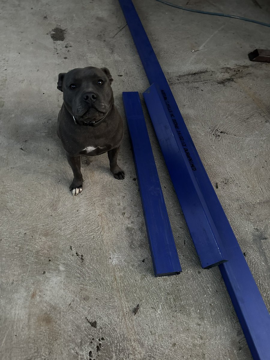 Meet Chief, he is the quality control officer at BoundKustoms. Checking out the new steel delivery for <a href="/MistressLolaLL/">Mistress Lola Lovelace</a> new stocks that we are building. Nothing exciting yet but they all start this way. Design confirmed, time to build👌👌