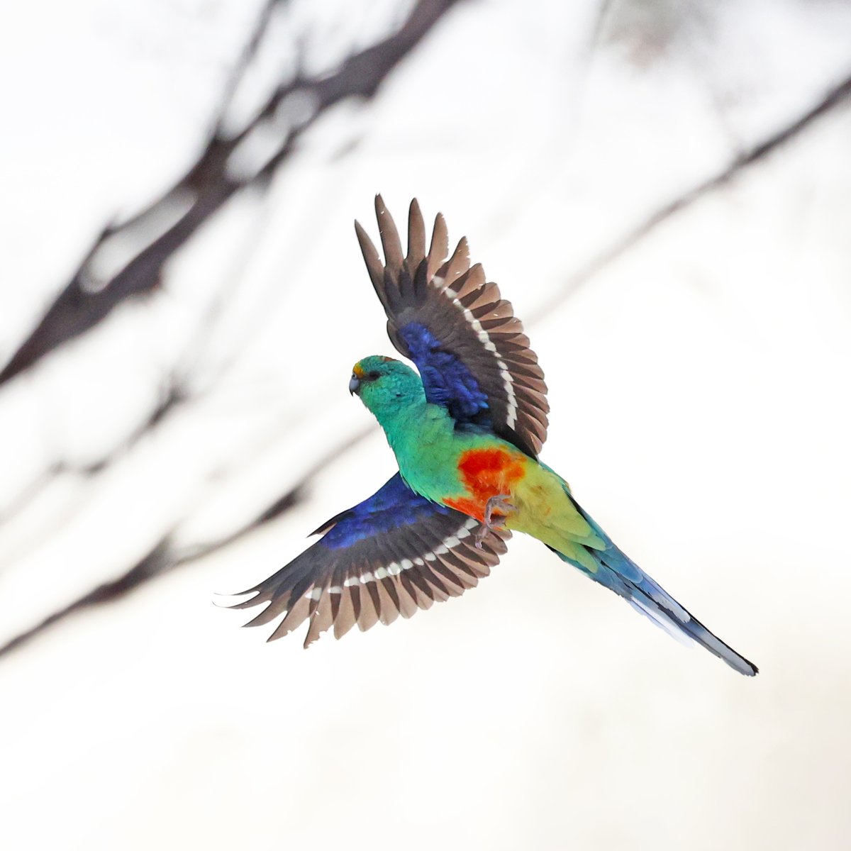 It's pretty bleak here in Radelaide.
I hope we get some rain soon. We really need it.
So here's some colour to brighten things up a bit.
A male mulga parrot at Gluepot Reserve.