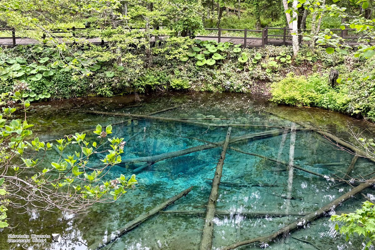 今日の神の子池さん！🧸✨