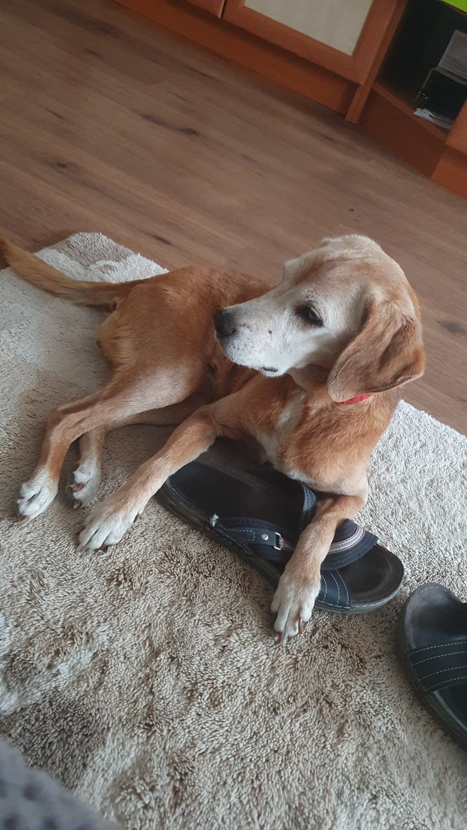 Danty014's tweet photo. Today I said goodbye to one of my best friends of 17 years..
I love you and will never forget you.. Rest easy, girl! 🖤 https://t.co/jFsO4Kt9Ka