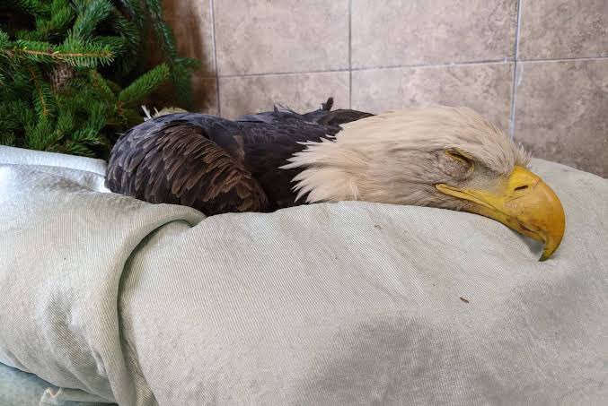 EFCC <a href="/officialEFCC/">EFCC Nigeria</a>  Replies 

Whenever you tag them in cases like this 👇