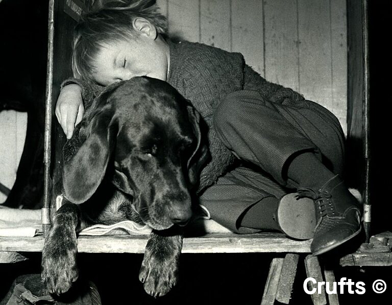 Crufts tweet media