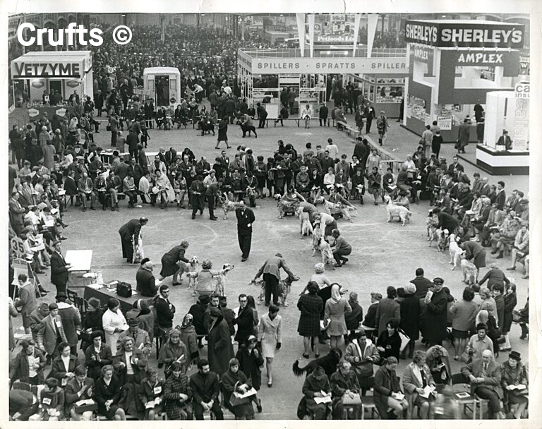 Crufts tweet media
