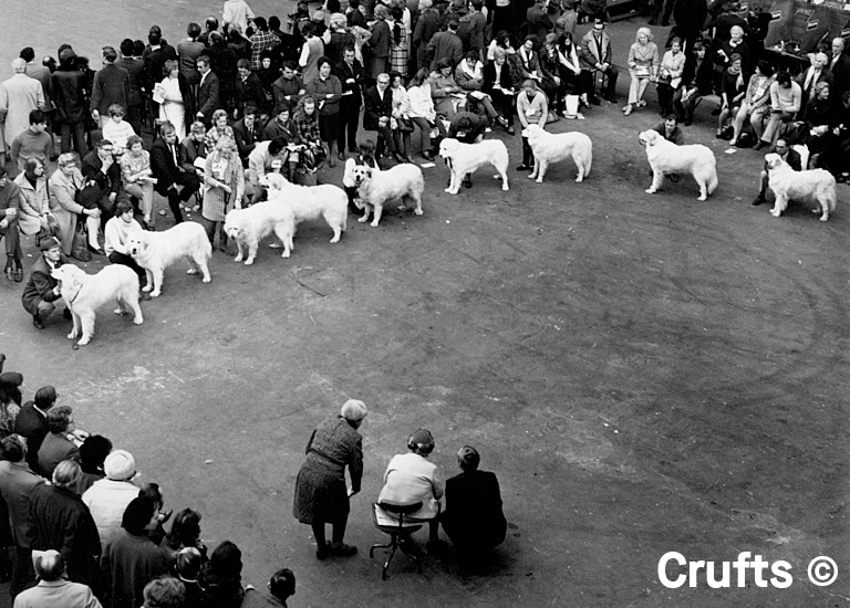 A few snaps from our archive 📸 #Crufts #DogShow