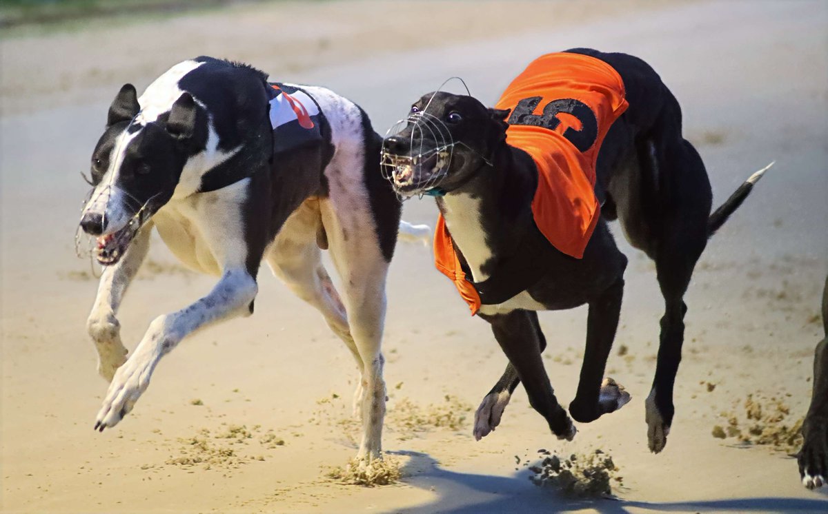 TowcesterGHs's tweet photo. β¨ Another look back at a sparkling Quarter Finals night!
From fast finishes to trackside glamour, the Derby delivered under the lights π₯
π Thanks to everyone who made it a night to remember!
#Derby2025 #RacingRewind #Towcester #LadiesNight https://t.co/Roqai7ev1o