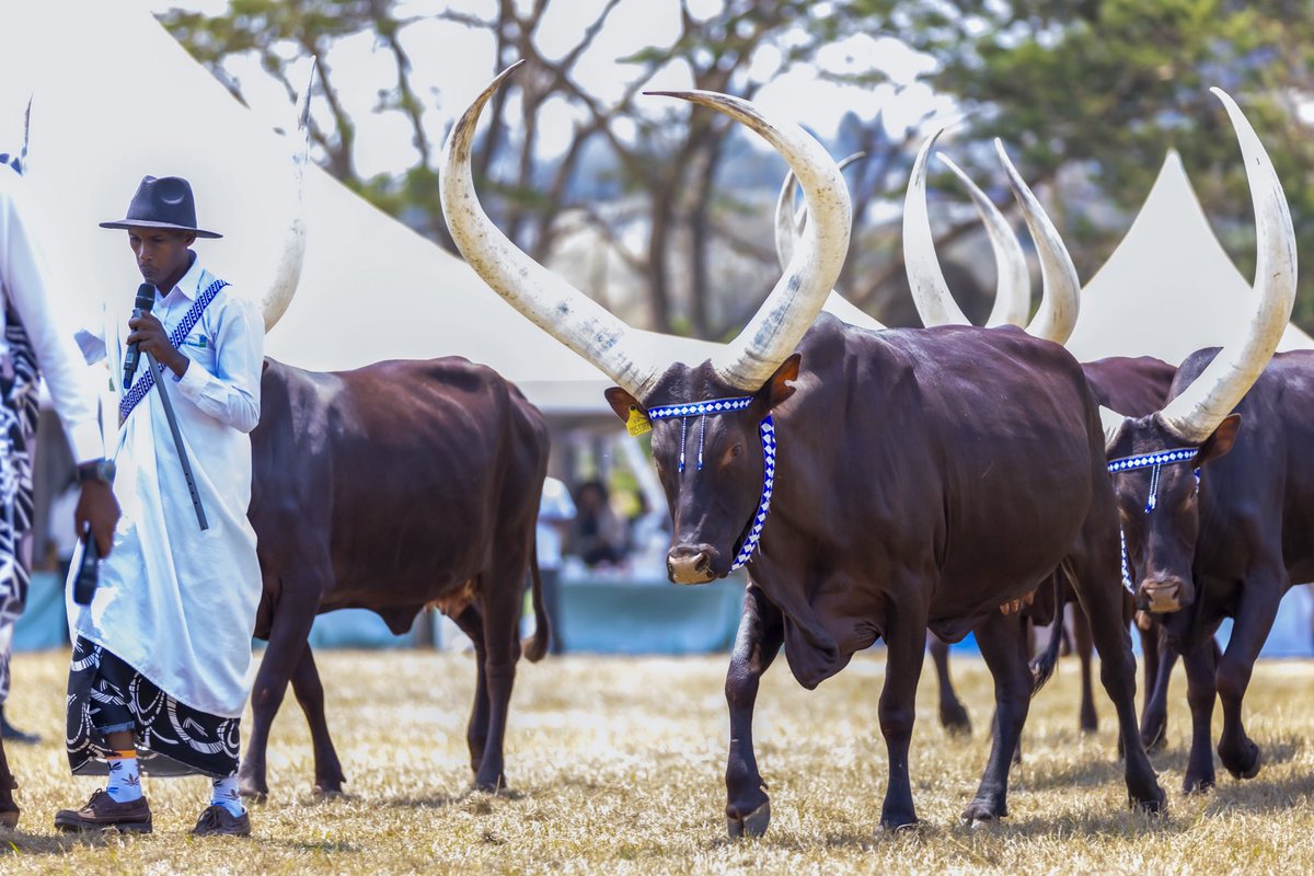 13 Days to Go!
#RwandaAgriShow2025 is more than just agriculture!
It’s a celebration of Rwandan culture &amp;elegance, where agriculture meets tradition.
From the majestic Inyambo to vibrant cultural showcases, a reminder of how deeply our identity is rooted in the land we cultivate.