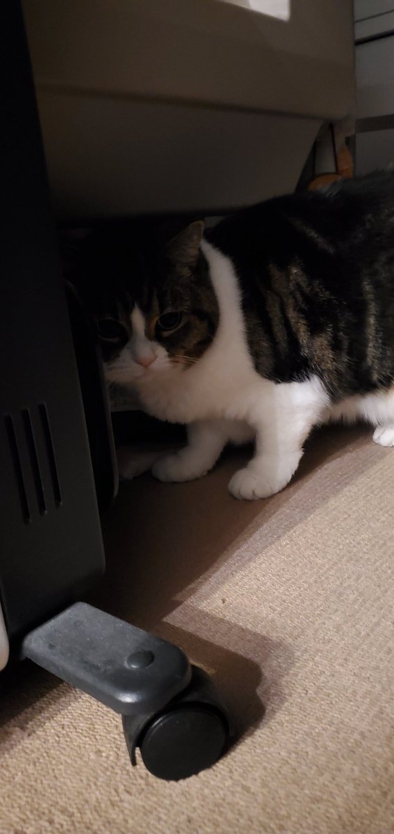 先日お風呂から戻ってきたら猫が椅子に座ってパソコンの画面を見てました。査察厳しいです。必死に弁明して事なきを得ました。
すもも&lt;いけませんねえっ、兄ちゃんが叡知なものを見てないかすももがちぇっくしないといけません&gt;