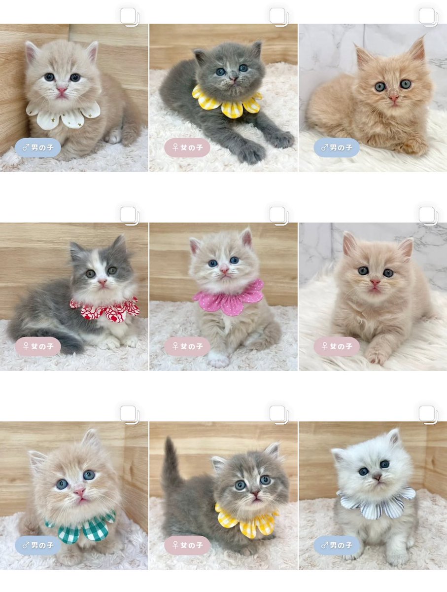 ð«§ æç¥ã®ç«ã¡ããå°éïŸïŸïŸïœ°ïŸïŸïœ° ð«§ (æ ª)LEGARE (@legaremeow) on Twitter photo ããã«ã¡ã¯ðŸ
ã
€
â«ïžInstagramïŒåç«ã¡ããäžèЧïŒ
â«ïžã¿ããªã®åç«ããªãŒããŒ
ã
€
æŽæ°ããŸããâ
ã
€
ãããããããã£ãŒã«ã®ãªã³ã¯ããã¢ã¯ã»ã¹ãã§ããŸãã®ã§ïœ€ãã²ã確èªãã ããð±ðŒ
#ç«å¥œããããšç¹ãããã
#ç« #ãã
#ç«ã®ããæ®ãã ããã«ã¡ã¯ðŸ
ã
€
â«ïžInstagramïŒåç«ã¡ããäžèЧïŒ
â«ïžã¿ããªã®åç«ããªãŒããŒ
ã
€
æŽæ°ããŸããâ
ã
€
ãããããããã£ãŒã«ã®ãªã³ã¯ããã¢ã¯ã»ã¹ãã§ããŸãã®ã§ïœ€ãã²ã確èªãã ããð±ðŒ
#ç«å¥œããããšç¹ãããã
#ç« #ãã
#ç«ã®ããæ®ãã