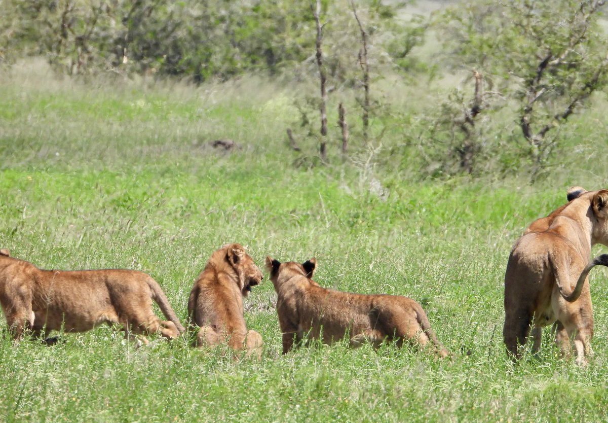 gorillacd's tweet image. Nous avons le plaisir d’annoncer la naissance de trois lionceaux dans le Parc National des Virunga. Âgés d’environ huit mois, leur présence est un signe encourageant de continuité pour la conservation des lions dans le Parc.⁠
⁠
Les lionceaux sont les petits de P1, fille de la…